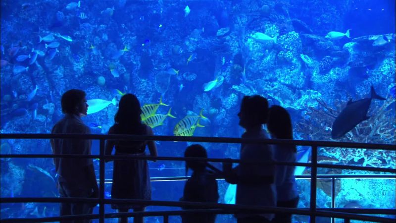 That's why you asked me to the aquarium ?