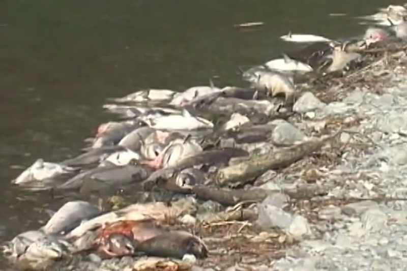 The 2002 fish kill was really like the canary in the coal mine