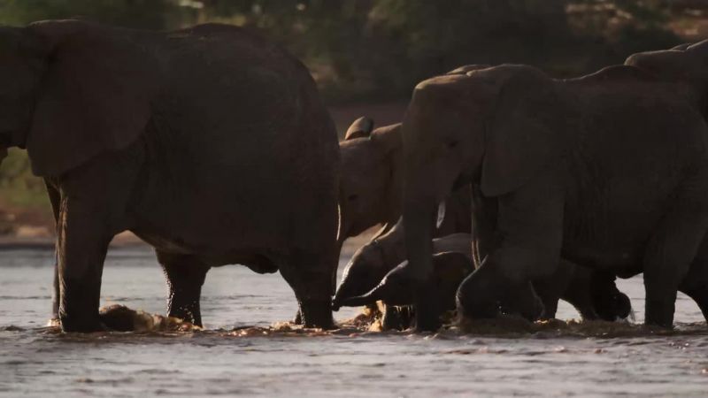 The adults form a protective cordon around the babies