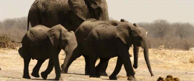 The adults rally around Metsi and Bosigo