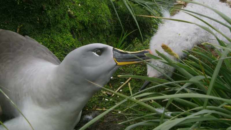 The albatross population here