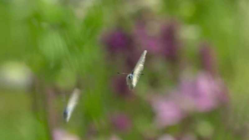 The Alcon blue