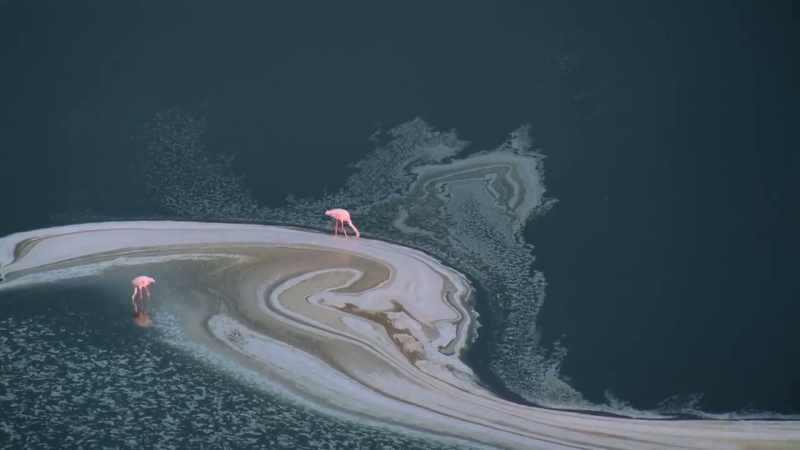 The algae that the flamingos feed on