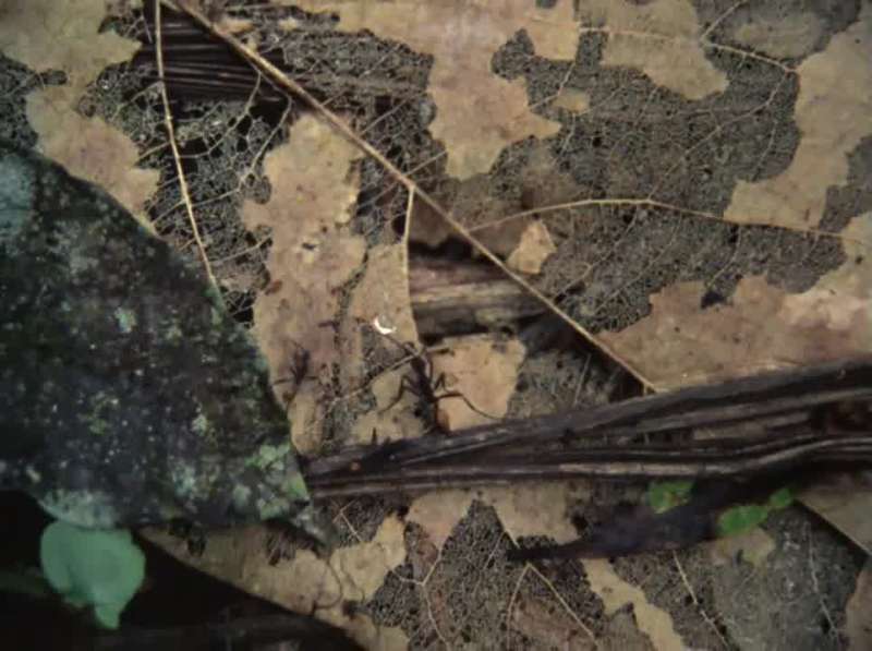 The Amazon jungle is disappearing fast