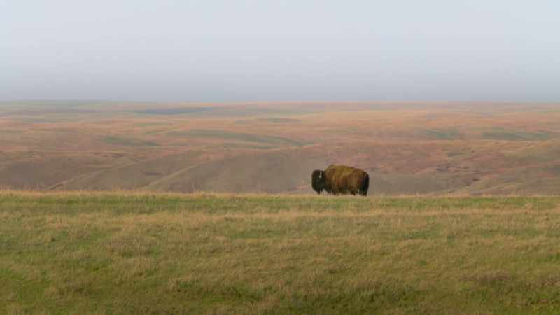 The American buffalo was