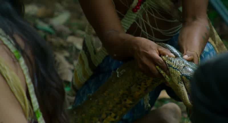 The anaconda can get angry and bite