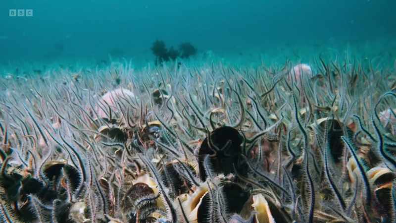 The animals down here thrive in these ever-moving currents
