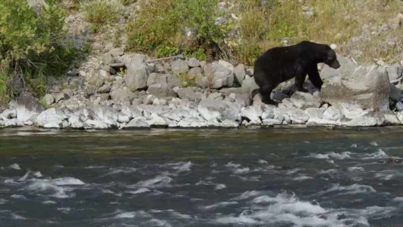 The animals in Yellowstone also go
