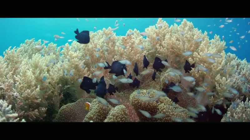 The animals that keep the whole ecosystem in check