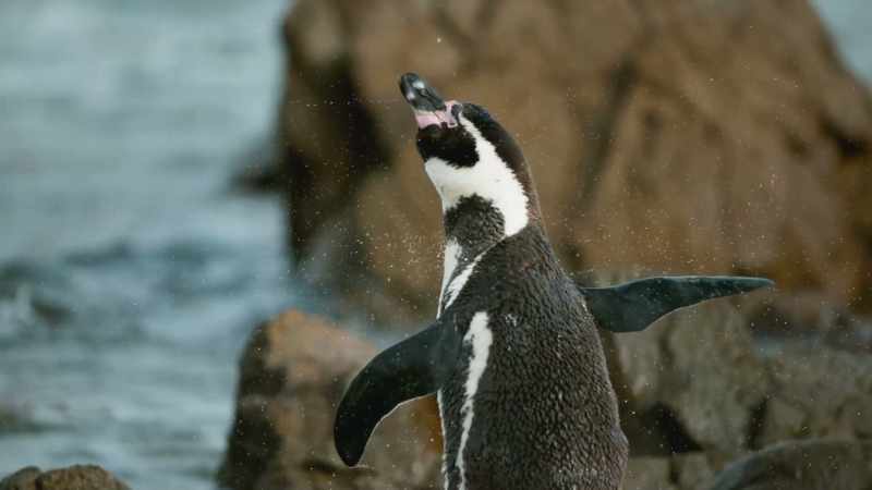 The animals living along the Pacific coast