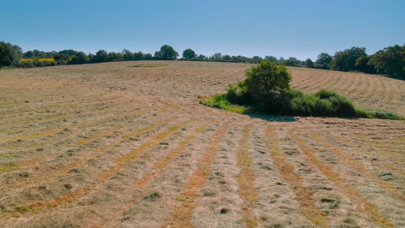 The annual harvest may seem destructive