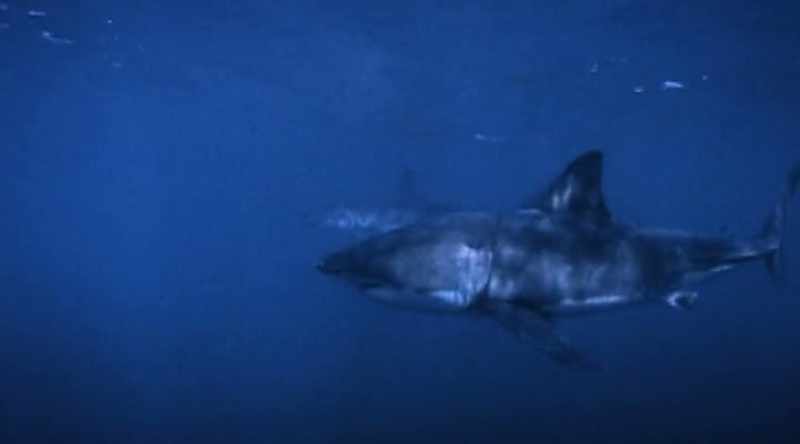 The answer may come from testing another powerful predator
