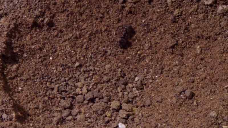 The ant can't climb out
