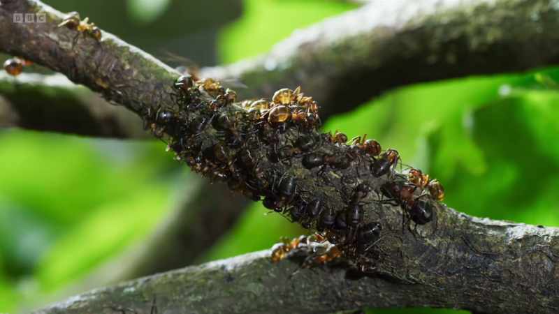 The ants collect it