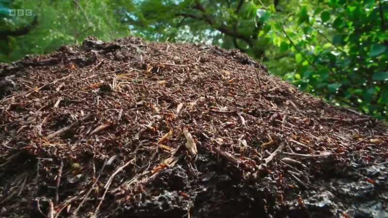 The ants may be tiny, but they are well able to defend their home