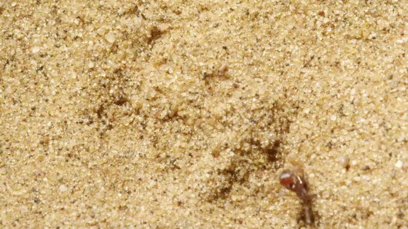 The ants' struggles won't go unnoticed