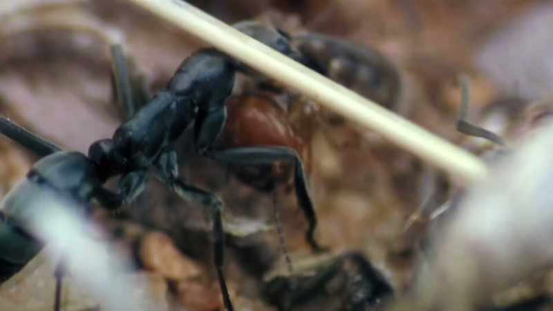 The ants and termites fight valiantly