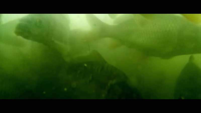 The aquatic food chain