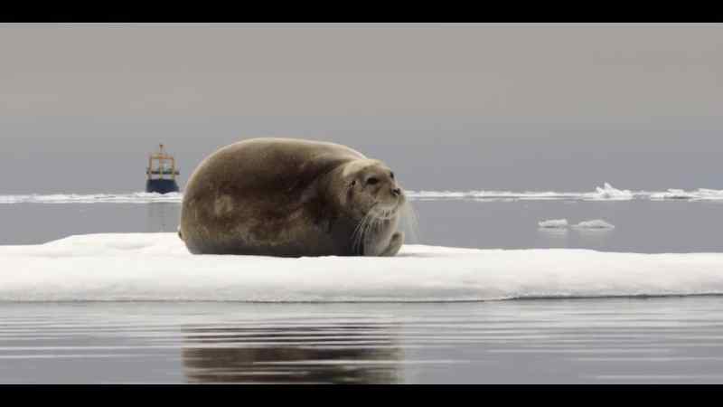 The Arctic Ocean is changing from a quiet, icy haven