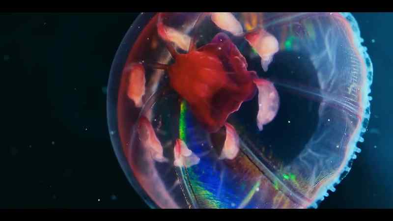 The Arctic's deep-sea treasures are still being discovered