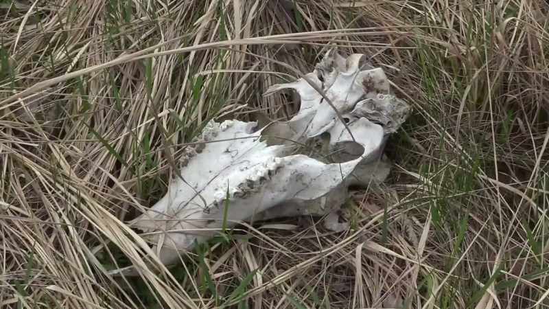 The area has recovered to some extent