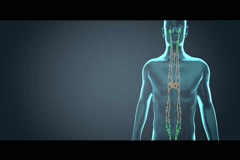 The autonomic nervous system has two major branches