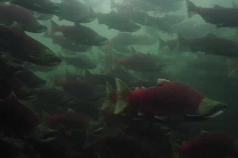 The average person, when they see a salmon