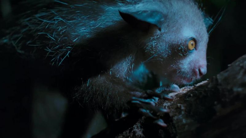 The aye-aye