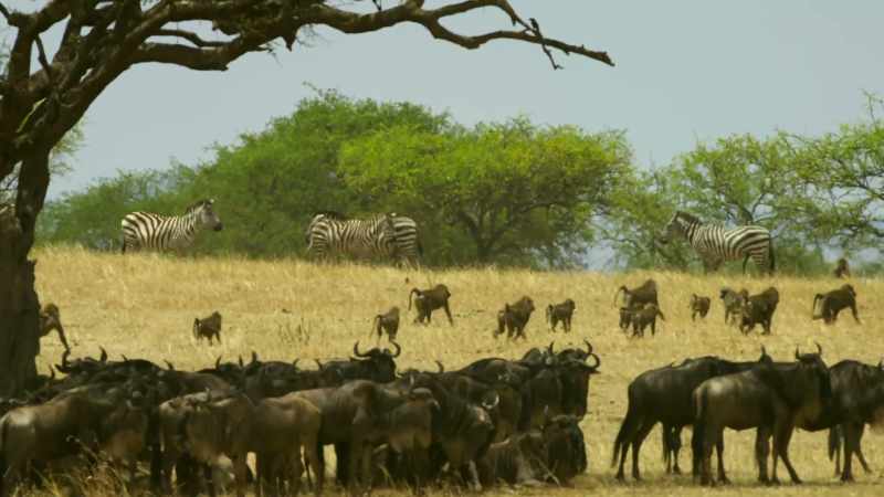 The baboons are also still in conflict