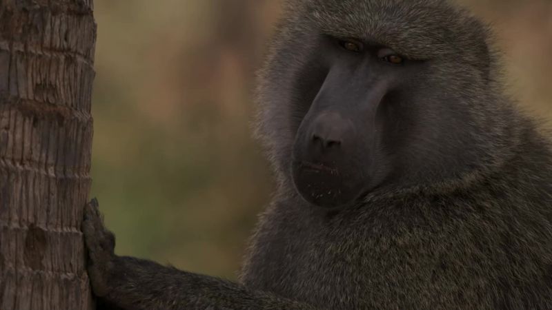 The baboons may not want to play
