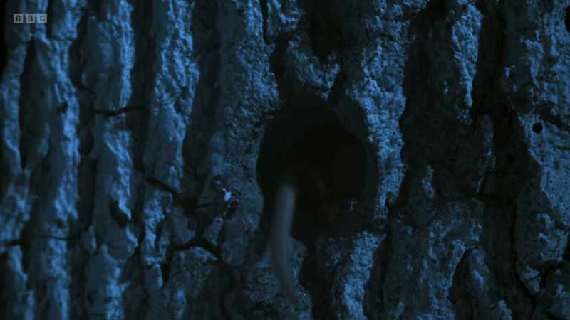 The baby dormice scuttle back home