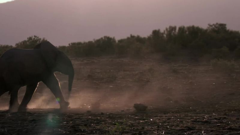 The baby elephants are very vulnerable now
