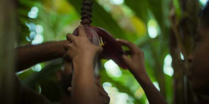 The banana tree is unique