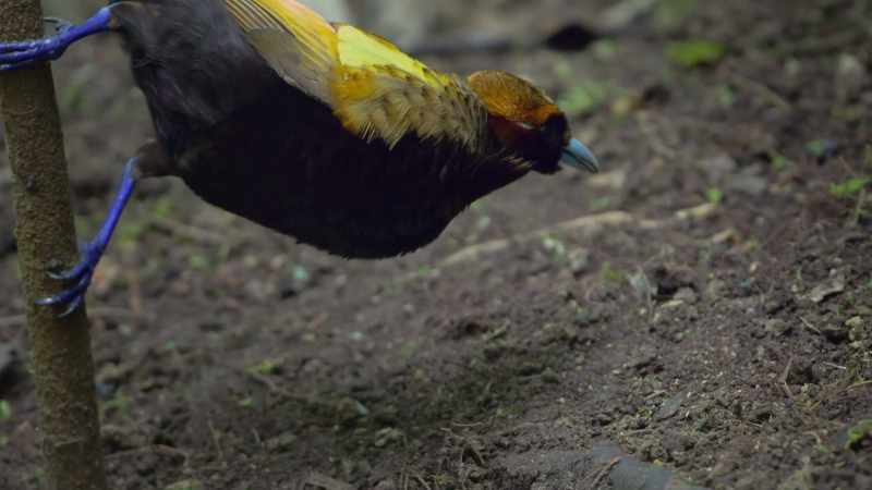 The bare brown earth will make his colours stand out better