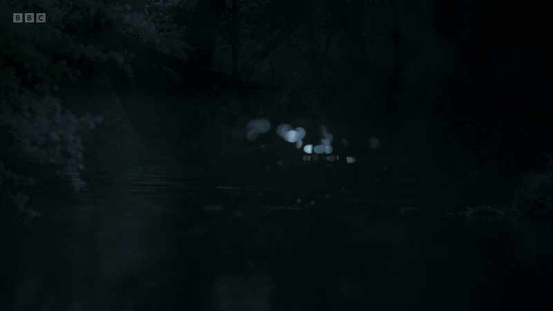 The bats navigate by sending out echolocation calls