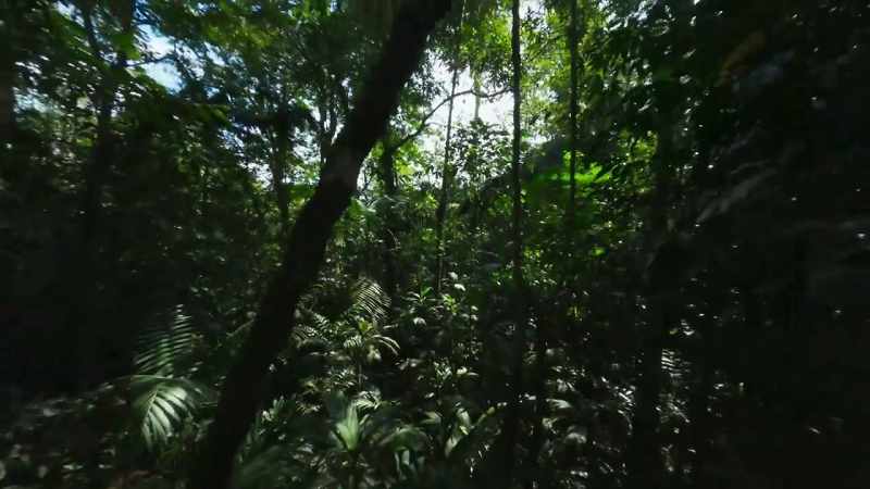 The battle is at its fiercest on the forest floor