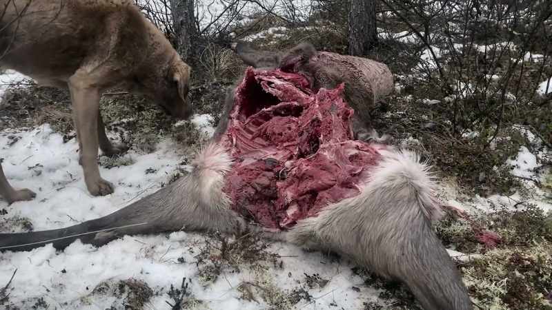 The bear grabbed the caribou, ripped it down