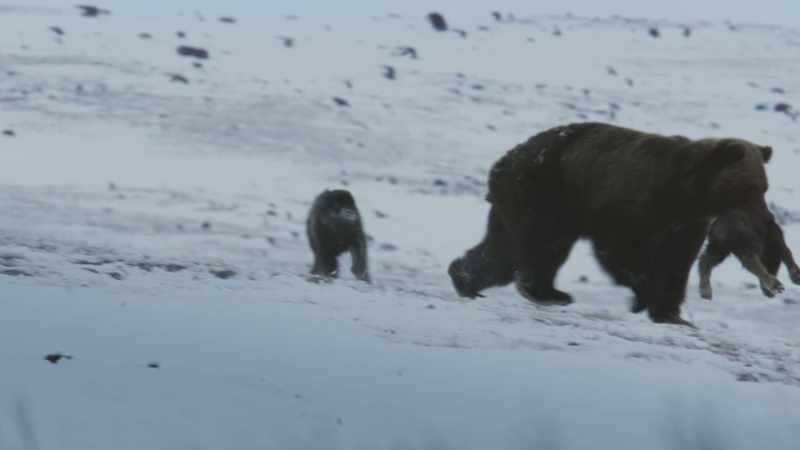 The bear instinctively kills every calf it can