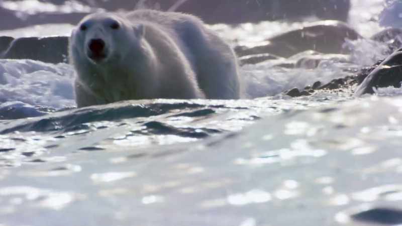 The bear knows it won't be able to catch them there