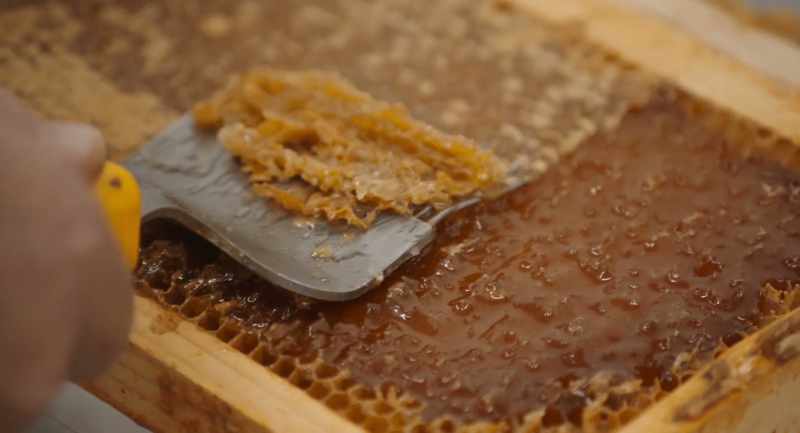 The bees put this cap on when they get it dry enough