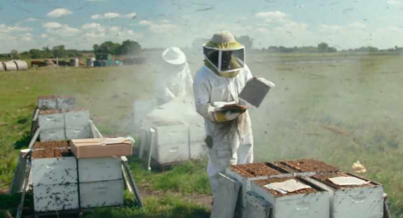 The bees think that there's a forest fire coming