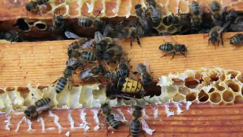 The bees will surround the hornet in a ball