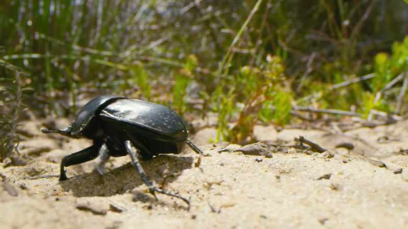 The beetles simply can't resist them