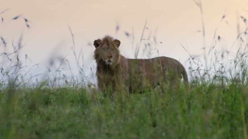 The beginnings of an impressive mane