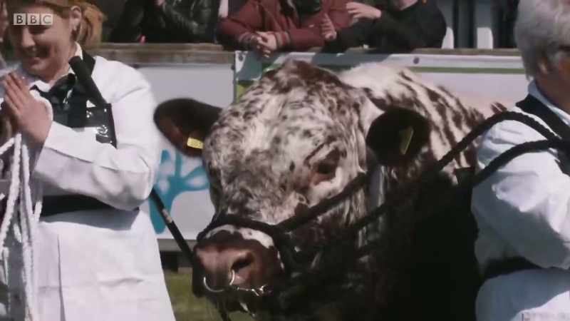 The Best In Show competitions are about to begin