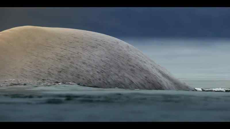 The biggest animal