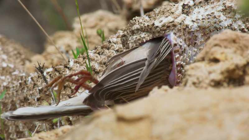 The bird was mistaken. It was a viper with a lethal bite