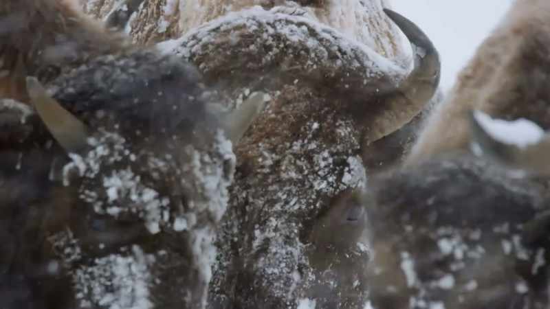 The bison begin to stir