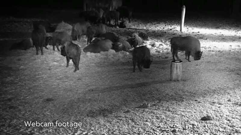 The bison have emerged and begun to feed