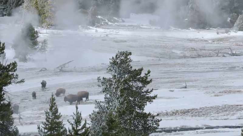 The bison have traded deep snow for this